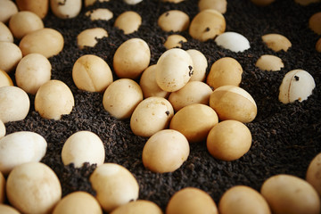 Chinese tea eggs 