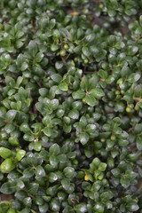 Ilex crenata Convexa 