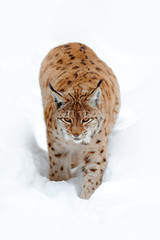Lynx walking in snow. Portrait of Eurasian Lynx in winter. Wildlife scene from Czech nature. Snowy cat in nature habitat. Detail close-up portrait animal. Cold nature with animal. White with wild cat.