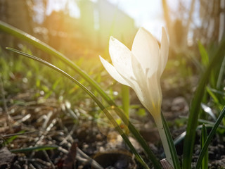 Beautiful spring white crocus in sunshine