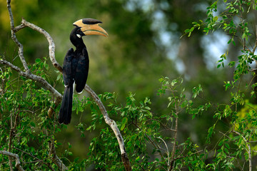 Malabar Pied Hornbill, Anthracoceros coronatus, bird with big bill, forests of Sri Lanka, Asia. Wildlife scene from Sri Lanka. Birdwatching tour in the tropic forest. Big black bird sitting on tree. © ondrejprosicky