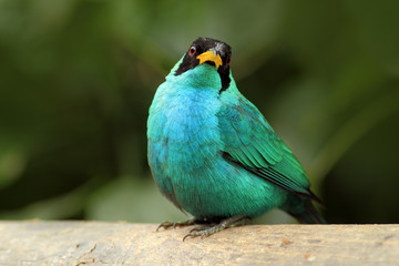 Green Honeycreeper, Chlorophanes spiza, exotic tropic malachite green and blue bird form Costa Rica