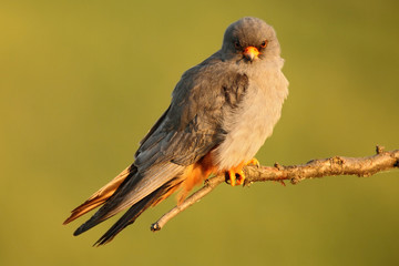 Bird Red-footed Falcon, Falco vespertinus, sitting on branch with clear green background, Bulgaria