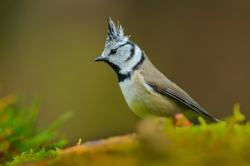 Fototapeta premium Crested Tit, cute songbird with grey crest sitting on beautiful yellow lichen branch with clear green background, nature habitat, France