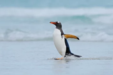 Foto op Plexiglas Gentoo penguin jumps out of the blue water while swimming through the ocean in Falkland Island © ondrejprosicky