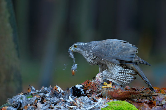 Goshawk kill Common Pheasant on the grass in green forest, bird of prey in the nature habitat, Norway