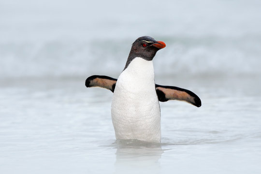 Rockhopper penguin, Eudyptes chrysocome,  swimming in the sea wave, through the ocean with open wings, Falkland Island