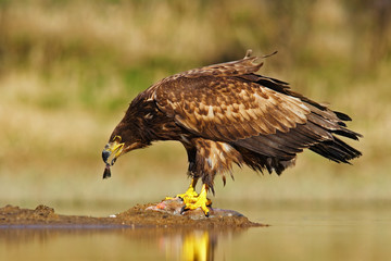 White-tailed Eagle, Haliaeetus albicilla, feeding kill fish in the water, with brown grass in background