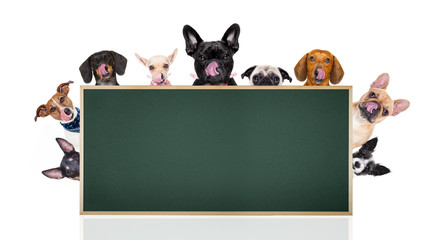 row of dogs behind placard or banner