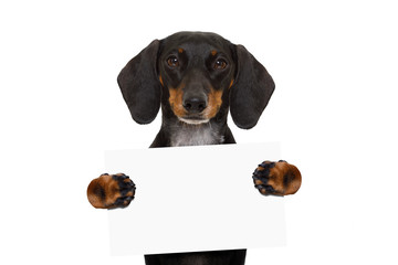 dachshund sausage dog banner