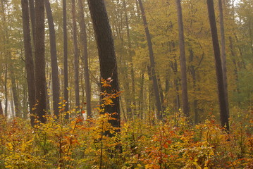 Wyzyna Lubelska, Las.