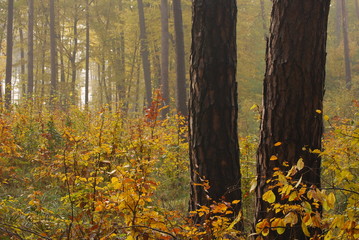 Wyzyna Lubelska, Las.