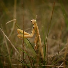 Close up of praying mantis / Mantis religiosa