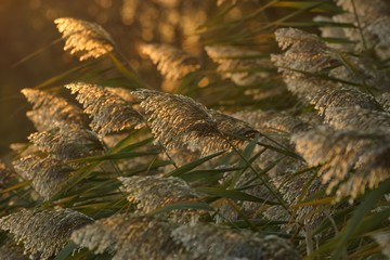 Phragmites, or common reed (phragmites communis) in the sunset light