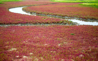 태평 염전 생태공원