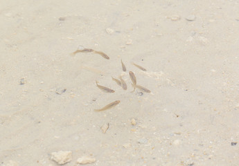 Fototapeta na wymiar Fish in the Sea