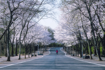 벚꽃이  피고 있는 공원 길
