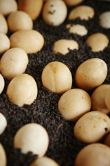 Chinese tea eggs 