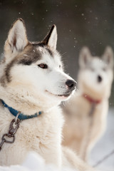 Huskies