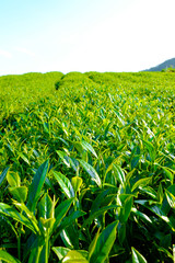 fresh organic tea bud & leaves plantation, the famous Oolong tea area in Alishan mountain with blue sky and sun, Taiwan
