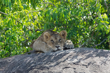 Young Lion, Serengeti, Tanzania
