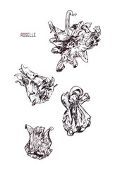 hand drawn illustration Dry Roselle flower