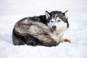 Naklejka premium Huskies