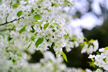 blooming branch of flowers Apple tree in spring 