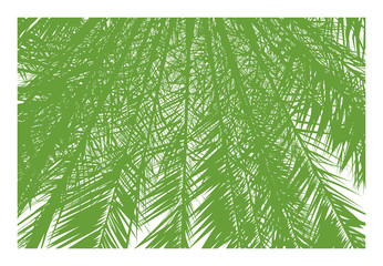 very detailed illustration palm leaves, graphic stencil natural background, green on white, vector