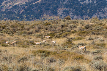 Pronghorn Antelope Herd in the Fall Rut