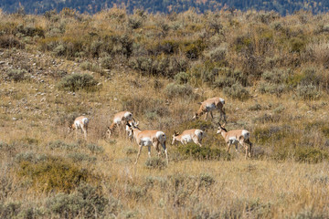 Naklejka na ściany i meble Pronghorn Antelope Herd in the Fall Rut