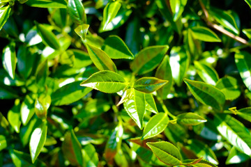 Asia culture concept image - Top view of Fresh organic tea bud & leaves plantation, the famous Oolong tea area in Alishan mountain, Taiwan