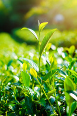 Asia culture concept image - Fresh organic tea bud & leaves plantation, the famous Oolong tea area in Alishan mountain with blue sky, Taiwan