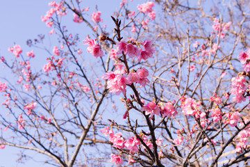 与儀公園の爽やかな桜