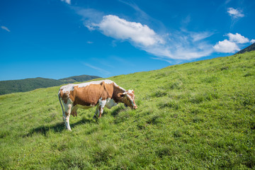 Fototapeta na wymiar Cow on a pasture in mountains. Valley lit with sunlight in summertime. Mountain range at the background.