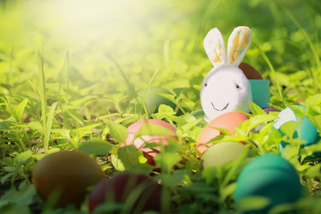 Rabbit and colorful Easter eggs in nature.Easter concept background.