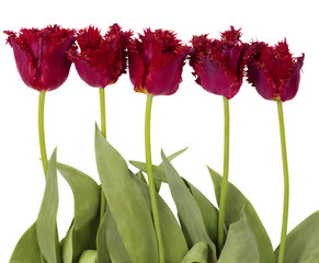 Fototapeta premium Red velvet tulips