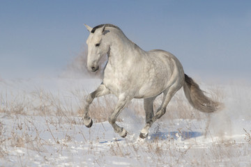 White horse run in snow 