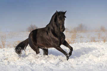 Fototapeta na wymiar Black horse jump on snow winter field