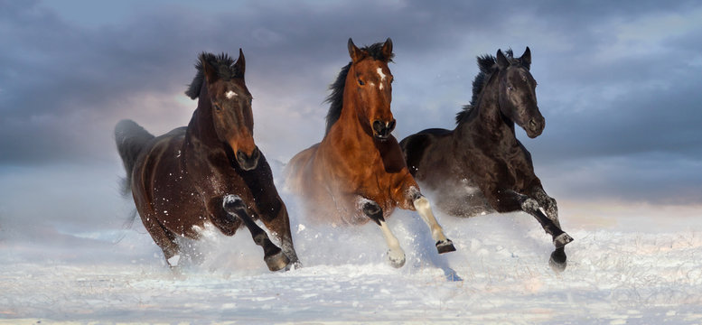 Horse herd run gallop in snow winter field against beautiful sky