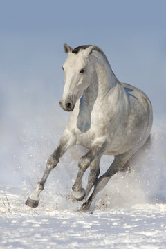 White horse run in snow © callipso88