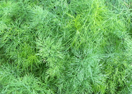 Dill Plant