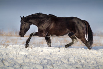 Fototapeta na wymiar Black horse trotting in snow field