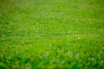 Grass texture select focus