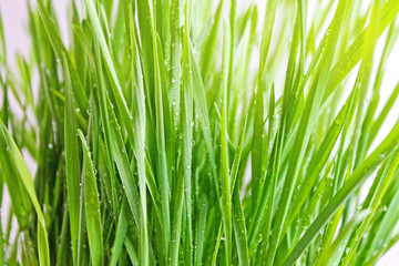Fresh Grass With Dew Drops Closeup