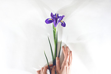 Spring iris flower