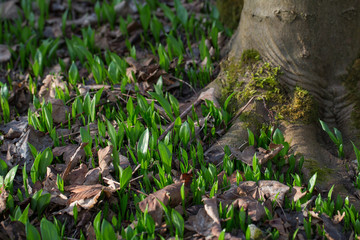 Frischer Bärlauch im Wald