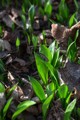 Frischer Bärlauch im Wald