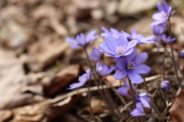 Hepatica nobilis