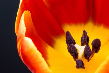 Tulpe